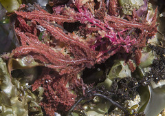 Neoptilota densa
