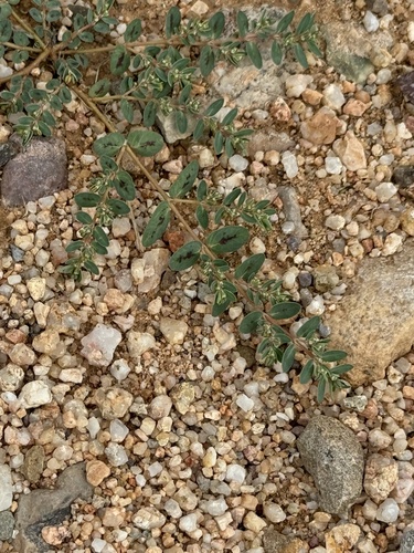 Image of Euphorbia abramsiana by (c) CK2AZ, some rights reserved (CC BY)