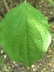 Cornus sanguinea