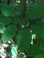 Cornus sanguinea