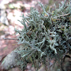 Cladonia cenotea