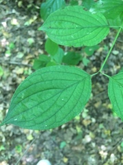 Cornus sanguinea
