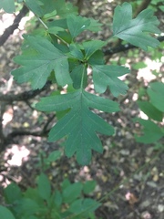 Crataegus monogyna