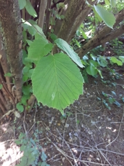 Corylus avellana