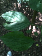 Cornus sanguinea