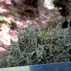 Cladonia cenotea
