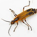 Escarabajos Soldado - Photo (c) Patrick Coin, algunos derechos reservados (CC BY-NC-SA)