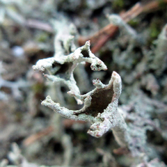Cladonia cenotea