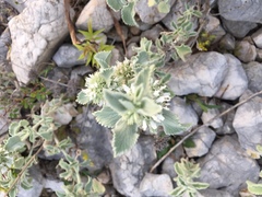 Marrubium