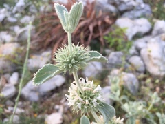 Marrubium