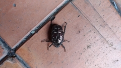 Protaetia orientalis sakaii
