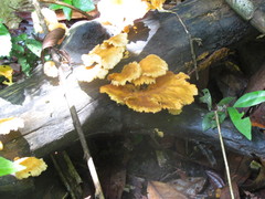 Favolus grammocephalus