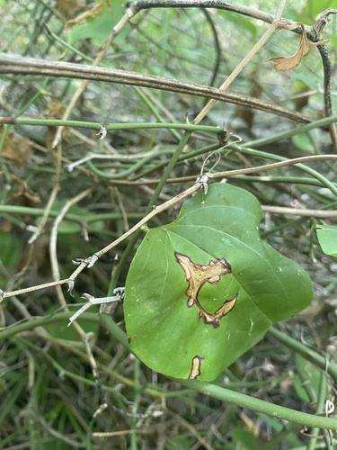 Image of Smilax excelsa by (c) Екатерина Кравцова, some rights reserved (CC BY)