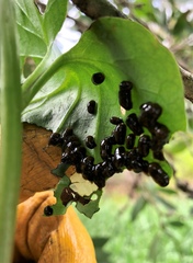 Plectonycha correntina