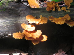 Favolus grammocephalus