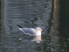 Chroicocephalus ridibundus