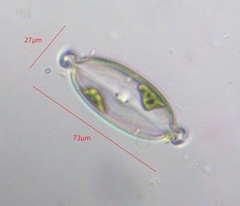 Caloneis amphisbaena