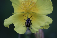 Cryptocephalus vittatus