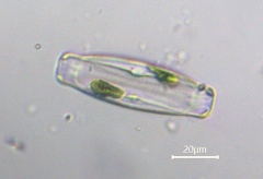 Caloneis amphisbaena