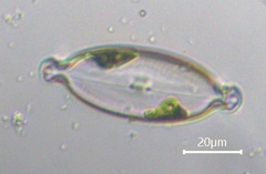 Caloneis amphisbaena