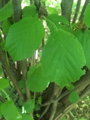 Corylus avellana