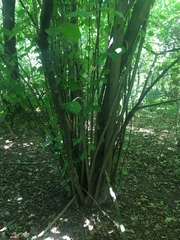 Corylus avellana