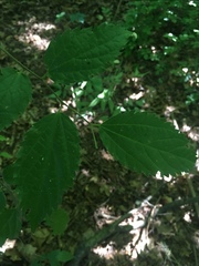 Celtis australis