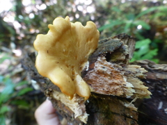 Favolus grammocephalus