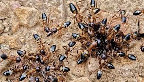 Camponotus albosparsus