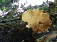 Favolus grammocephalus