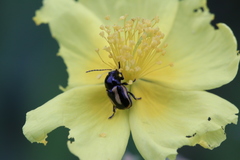 Cryptocephalus vittatus