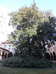 Magnolia grandiflora