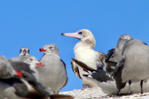 Fou à pieds rouges, jeune
