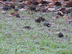 Magnolia grandiflora