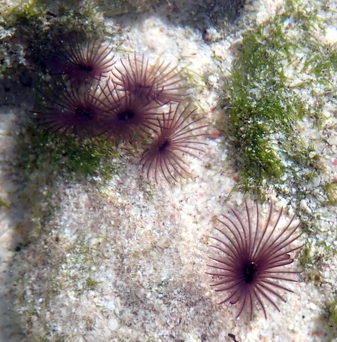 Bispira melanostigma