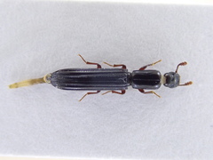 Colydium elongatum