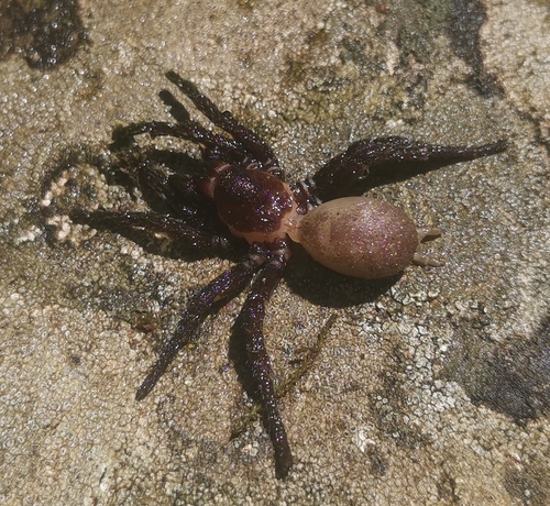 Amblyocarenum doleschalli