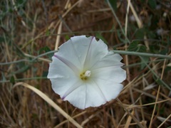 Calystegia occidentalis