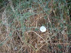 Calystegia occidentalis