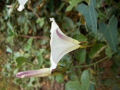 Calystegia occidentalis