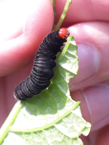 Pagyris euryanassa photo 6