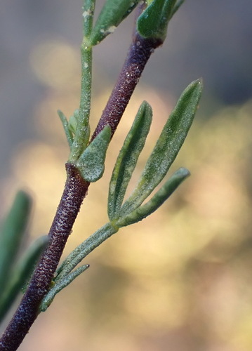 Image of Melolobium adenodes by (c) Nicola van Berkel, some rights reserved (CC BY-SA)