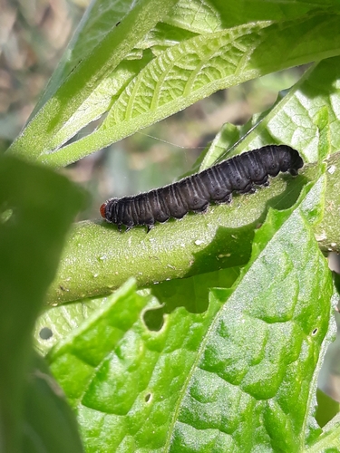 Pagyris euryanassa photo 4