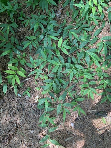 Oplismenus undulatifolius iNat (3)