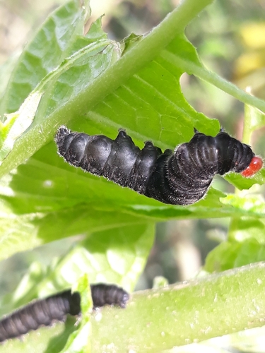 Pagyris euryanassa photo 5