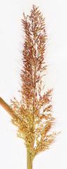 Melinis minutiflora