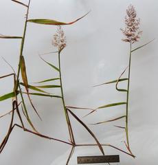 Melinis minutiflora