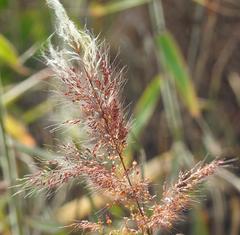 Melinis minutiflora