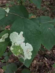 Leucanthiza dircella