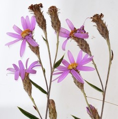 Athrixia phylicoides